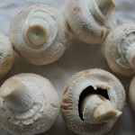 mushrooms-761252_640