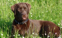 Labrador und die "Krankheit Dilute" - Genetik verständlich