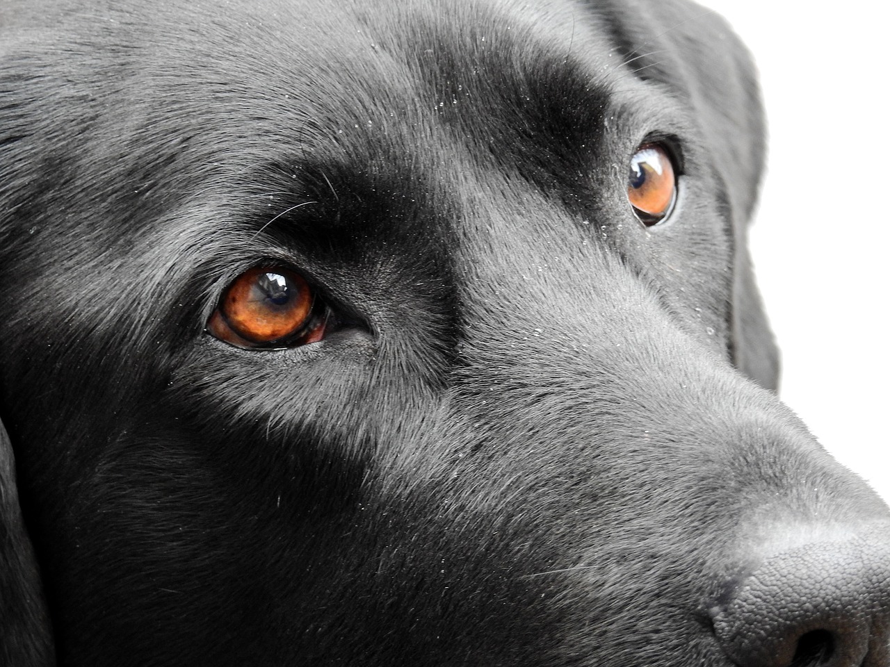 Labrador blaue augen schwarzer Labrador Augenfarbe,